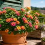 lantana en pot