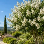 lilas du Japon