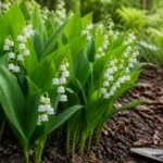 planter le muguet