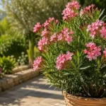 Plant laurier rose