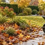 feuilles mortes au jardin